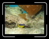 Tortola 248 * Close-up * 2048 x 1536 * (1.53MB)